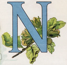 Letter N: hazelnuts. Engraving in "ABC L