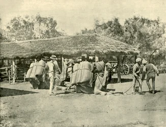 Loading Camels on an Australian Station