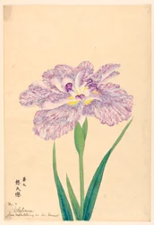 Love Meditating on Its Consort, No. 7, ca. 1910