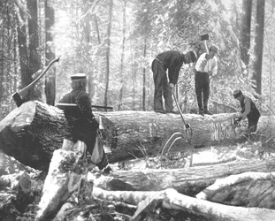 Lumbering on the Ottawa River, Canada, c1900