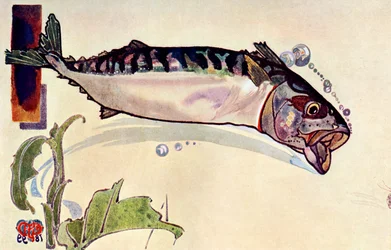 Mackerel