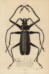 Macrotoma hayesii beetle