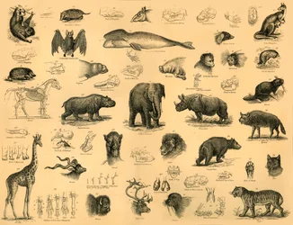 Mammals