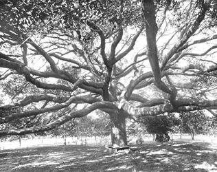 Mammoth Live Oak, near Jacksonville, Florida, USA, c1900