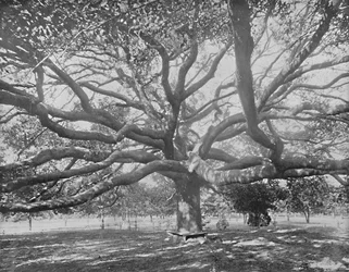 Mammoth Live Oak, near Jacksonville, Florida