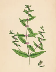 Mentha Gracilis, var. Genuina. Slender Mint, 19th Century