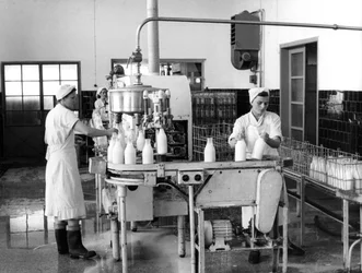 Milk Production, Zagreb, Yugoslavia