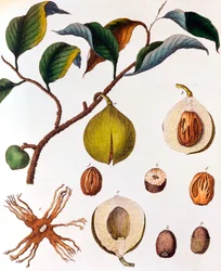 Myrsitica Fragrans - Nutmeg