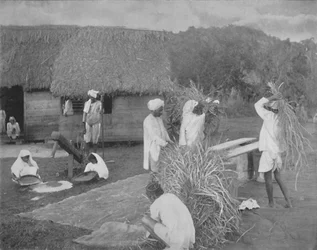 Native labourers Preparing Rice in Jamaica, c1890