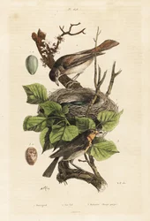 Nightingale, Nest and Egg, and European Robin, Egg