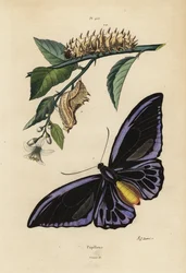 Northern birdwing, Ornithoptera priamus urvillianus, and chrysalid and larva of the common birdwing, Troides helena