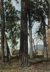 Papua New Guinea - Ironwood Trees, 1900