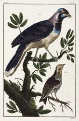 Tropical birds: Cayenne jackdaw and Moluccan cotinga
