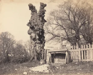 Old Tree near Chatham
