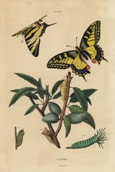 Old World swallowtail, Papilio machaon, and scarce swallowtail, Iphiclides podalirius, larva and pupa