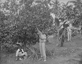 Orange-Picking in Jamaica
