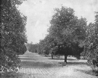 Orange Grove, Seville, Florida, USA
