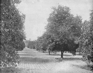 Orange Grove, Seville, Florida, c1897