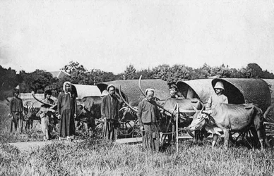 Ox Carts, Cochin China, Vietnam