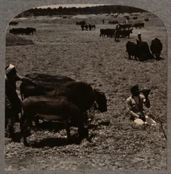 Oxen Treading Corn, c1900