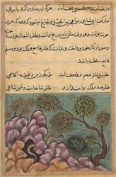 Page from Tales of a Parrot Tuti-nama: Twenty-sixth Night: The Dethroned Frog