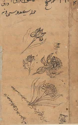 Page from Tales of a Parrot Tuti-nama: text page