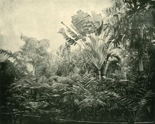 Palm and Fern Island, Botanic Gardens, Brisbane