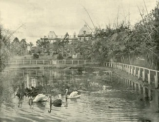 Papyrus Pond, Brisbane Botanical Gardens, 1901