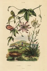 Passionflower, Passiflora uraniae, and dyer