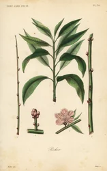 Peach tree