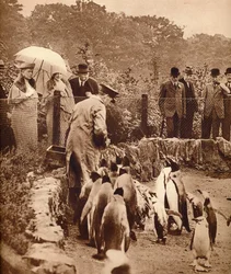 Penguins on Parade for the King, 1934-1935
