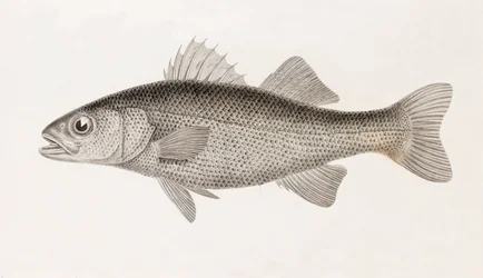 Perch Sinueuse, Close-Up