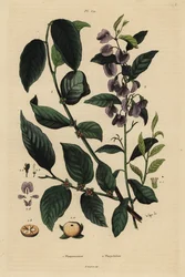 Persimmon, Dospyros kaki, and tree hovea or karri blue bush, Hovea elliptica Platychilum celsianum