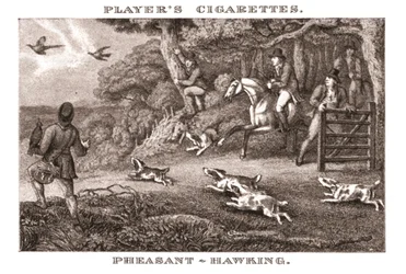 Pheasant-Hawking, 1924