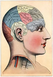 Phrenology chart, showing presumed areas of activity of the brain, c. 1920