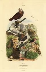Pigeon Breeds: Cravatte Francais, Nonain Capucin, Trembleur Paon