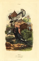 Pigeon Breeds: Pigeon Cavalier Faraud, Pigeon Lillois Elegant
