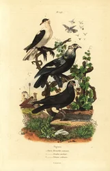 Pigeon Varieties: Hirondelle, Glouglou Tambour, Polonais