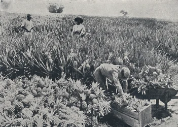 Pineapple Field, Queensland