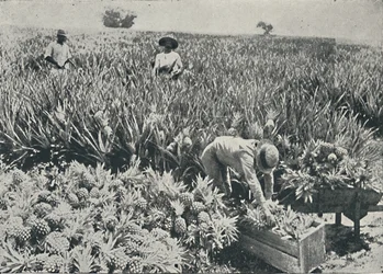 Pine-Apple Plantation