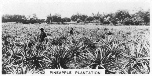 Pineapple Plantation, Australia, 1928