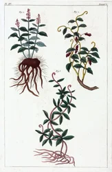 Medicinal plants, China
