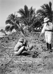 Planting Coconuts, Solomon Island, Fiji