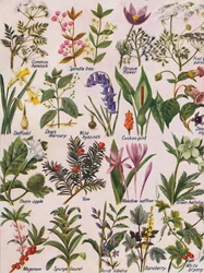 Poisonous Plants Found in the British Isles