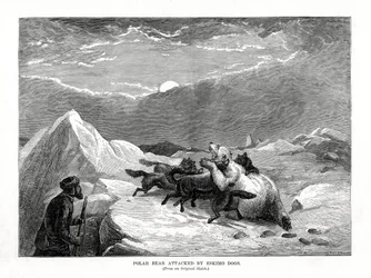 Polar Bear Attacked by Eskimo Dogs