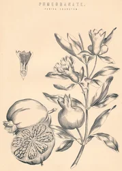 Pomegranate