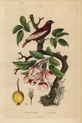 Pompadour Cotinga on an Apple Tree