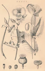 Poppy, 19th century