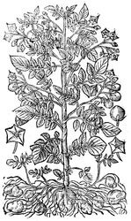 Potato, 1640