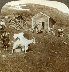 Pretty Norwegian girls tending cows and goats on the Haukeli Mts, Norway